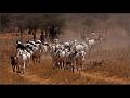 319 - SAMBURU GOAT HERDERS - LARRY JOHN - united kingdom